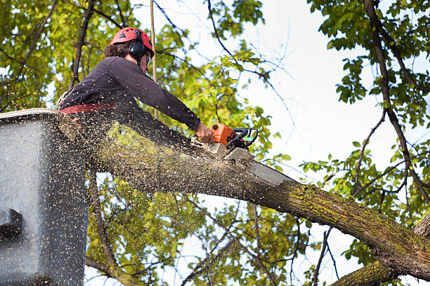 Best Emergency Tree Service  in St Georges, DE